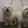 Snowy en Diesel bij binnenkomst