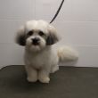 Bowie na zijn eerste puppytrim