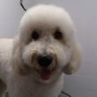 Lief beertje